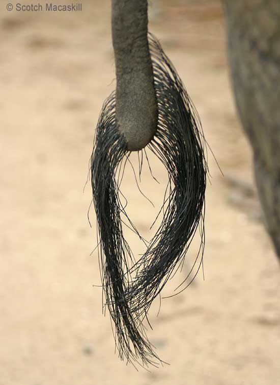 Tail of African elephant, close-up view