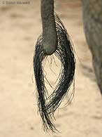 Elephant tail, close-up