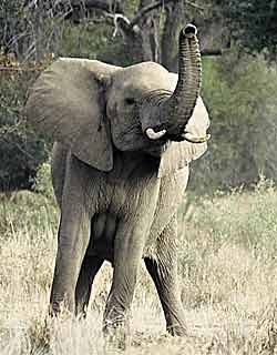 Elephant with trunk raised