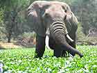 Elephant in river