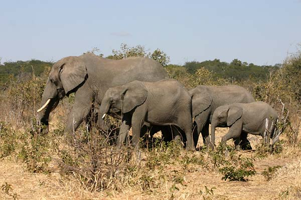 Elephant family group