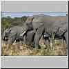 Elephant group, Chobe National Park