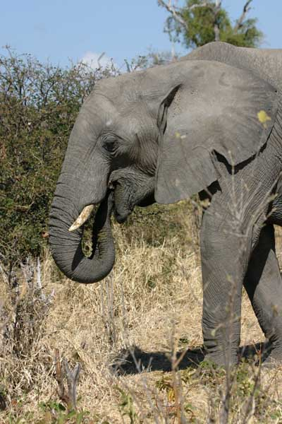 Elephant cow eating