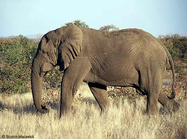 Elephant walking, side view