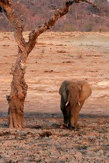 Elephant under old tree, Hwange National Park, Zimbabwe