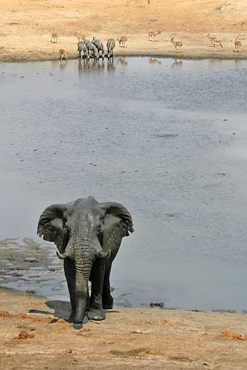 Elephant walking from waterhole, Hwange National Park, Zimbabwe