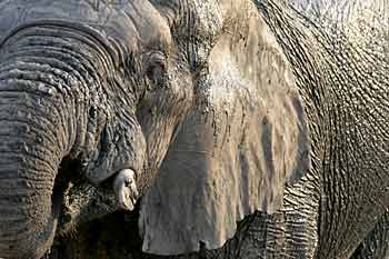 elephant close-up, Hwange National Park, Zimbabwe