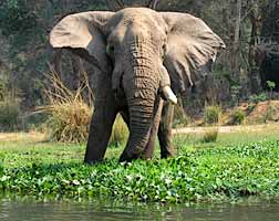 Elephant in Zambezi River