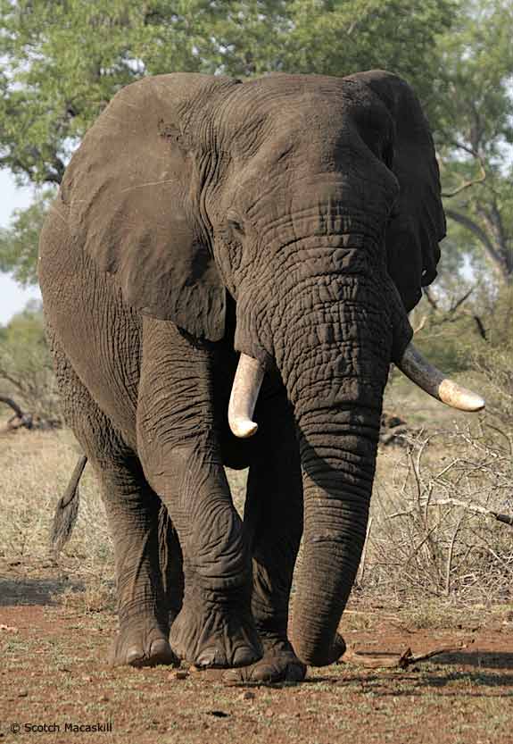 African Elephant walking towards camera