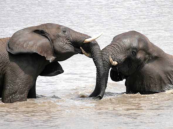 Elephants using their trunks to communicate