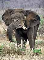 Elephant pulling up small shrub