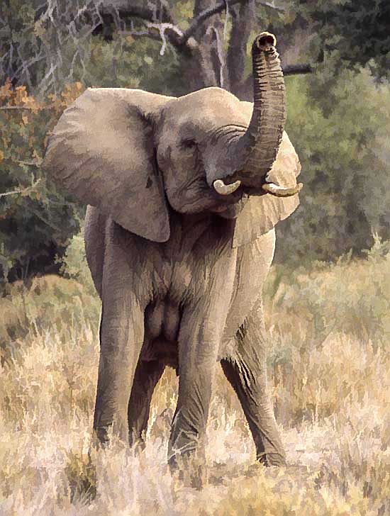 Elephant with trunk raised, Northern Tuli Game Reserve, Botswana