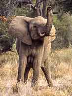 Elephant with trunk raised