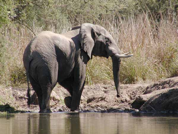 Elephant on banks of river