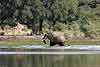 Elephant wading in river, Lower Zambezi NP, Zambia
