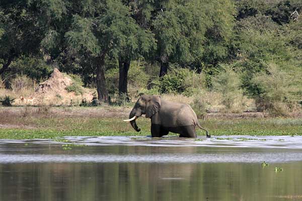 Elephant wading in river shallows