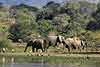 Elephant family on riverbanks, Lower Zambezi NP, Zambia