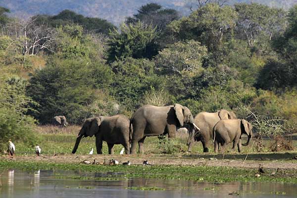 Elephant group on riverbank