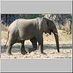 Elephant walking