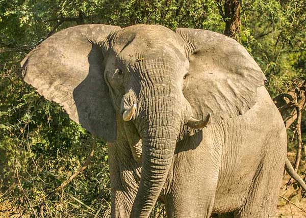 elephant on edge of forest