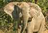 Elephant front-on, ears flapping