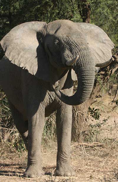 Elephant standing, front view