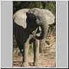 Elephant with ears flapping, front-on
