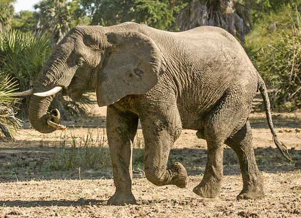 Elephant carrying log in trunk, Lower Zambezi National Park