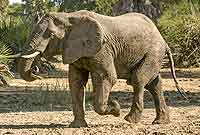 Elephant carrying log in trunk