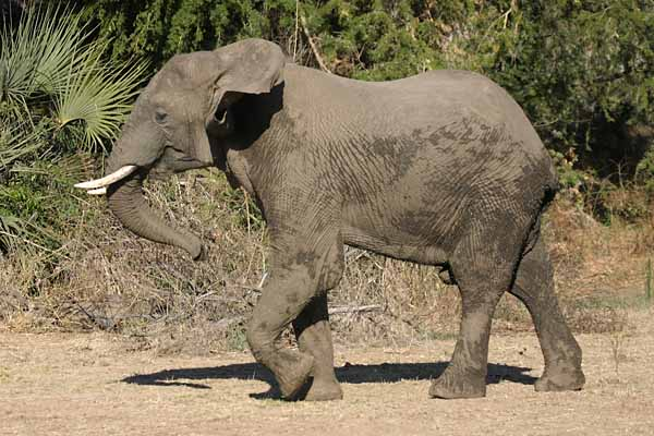 Elephant walking, side view