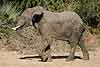 Elephant walking, side view, Lower Zambezi National Park, Zambia