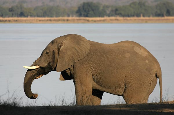 Elephant on banks of river