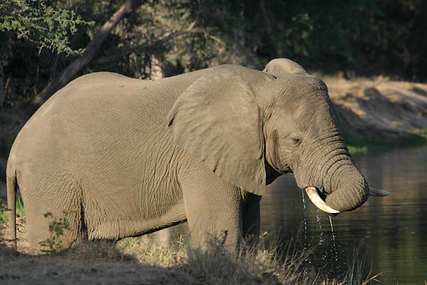 Elephants drinking from Zambezi River