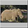 Elephant drinking from Zambezi River