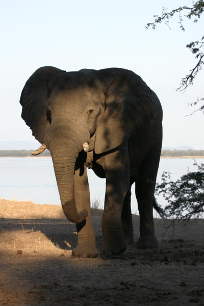 Elephant standing, river in background