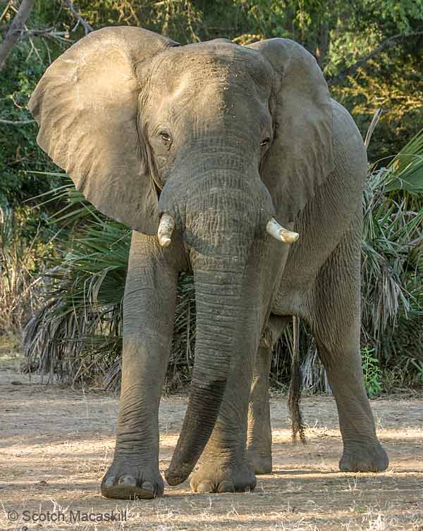 Elephant Bull Standing Front-on