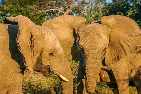 Elephant females standing close together, Lower Zambezi National Park