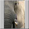 Elephant, close-up, Lower Zambezi National Park, Zambia