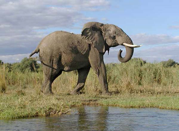 Elephant on banks of Zambezi River, Zambia