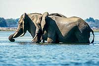 Elephants wading in Zambezi River