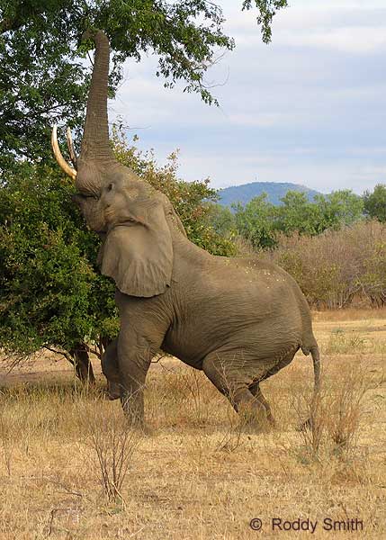 Elephant reaching up with trunk to feed from tree