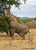 elephant reaching for fruit