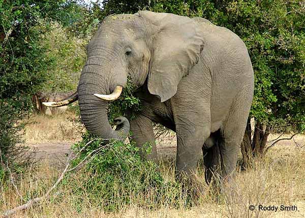 Elephant eating, Lower Zambezi National Park, Zambia