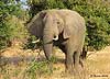 elephant grazing