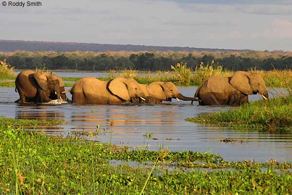 Elephants in Zambezi River