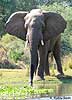elephant on river bank