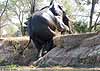 elephant climbing bank