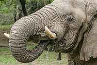 Elephant using trunk to drink