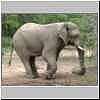 elephant, Mkhuze Game Reserve, South Africa