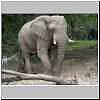 Elephant, Mkhuzi Game Reserve, South Africa